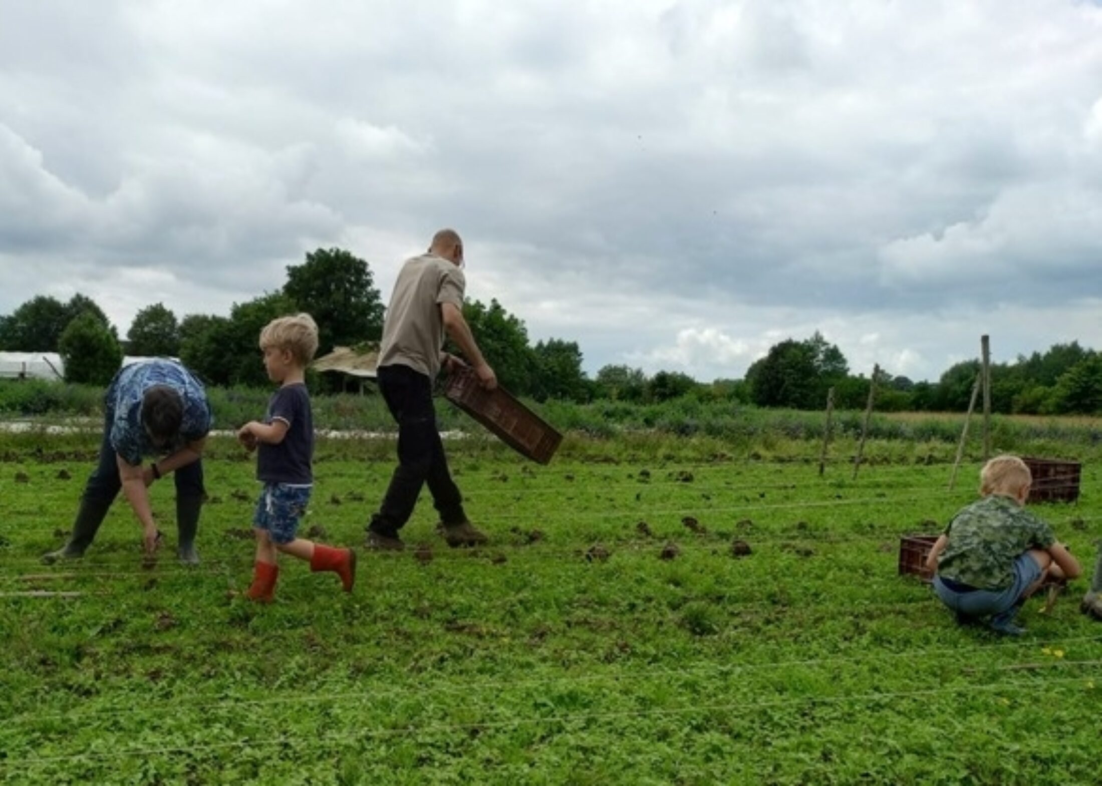 Groenten in harmonie